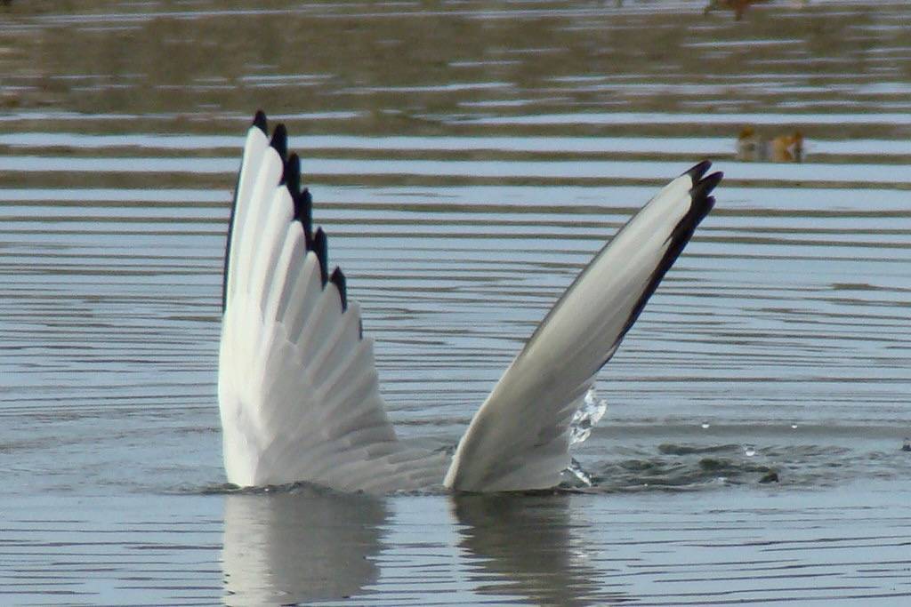 BONAPARTE'S GULL (Larus philadelphia) by Maggie.Smith is licensed under CC BY-NC-ND 2.0